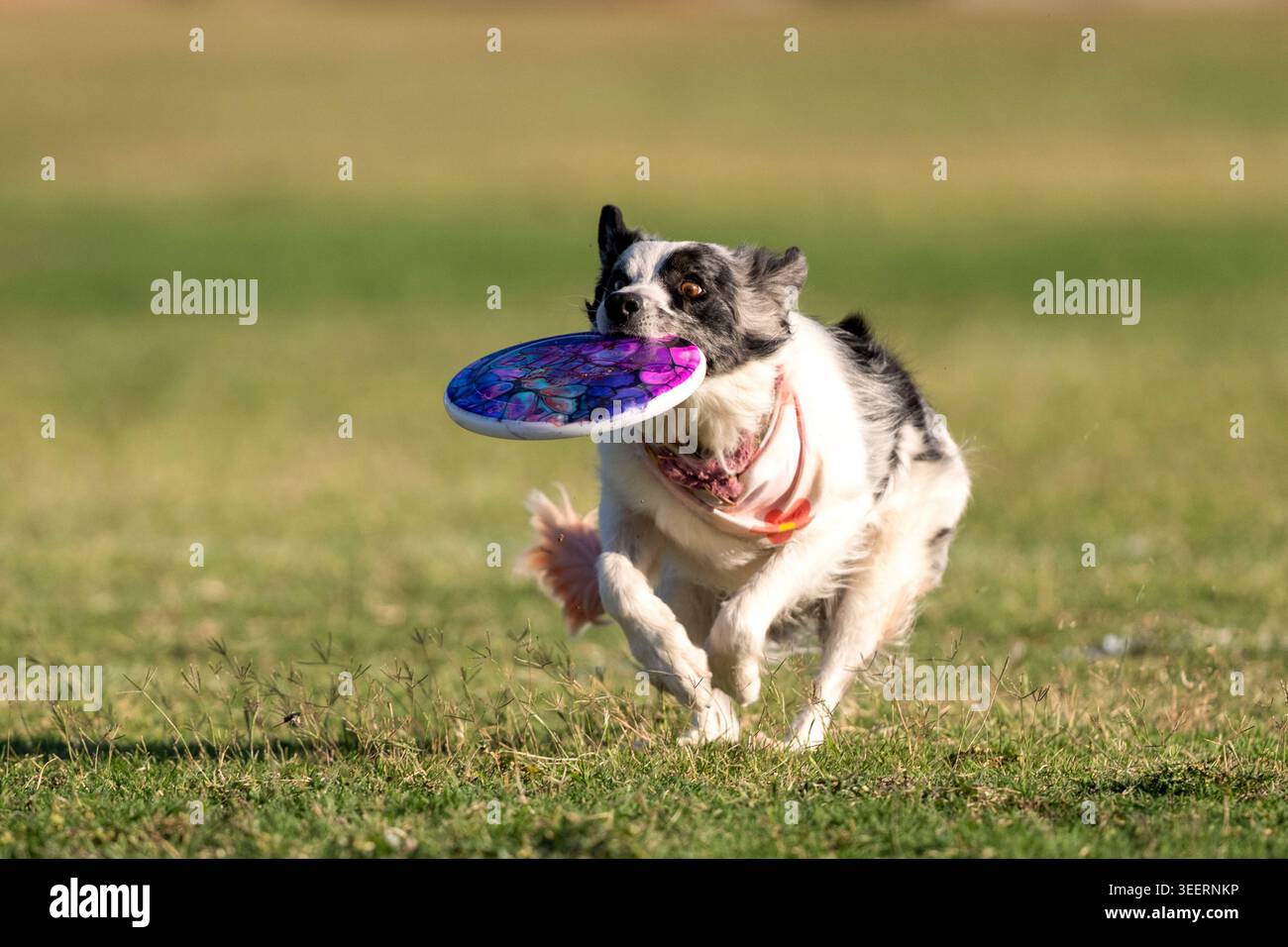 Cane che gioca a dischi al parco con un disco multicolore che aveva appena preso Foto Stock