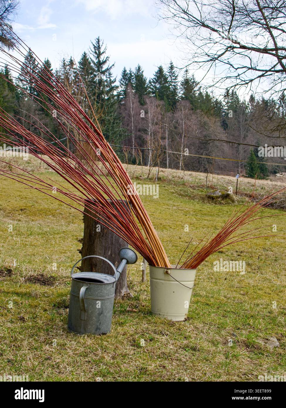 Bacchette di salice in un secchio di metallo nell'erba ai margini del giardino. Le aste sono destinate alla realizzazione di cestelli, ecc. Foto Stock