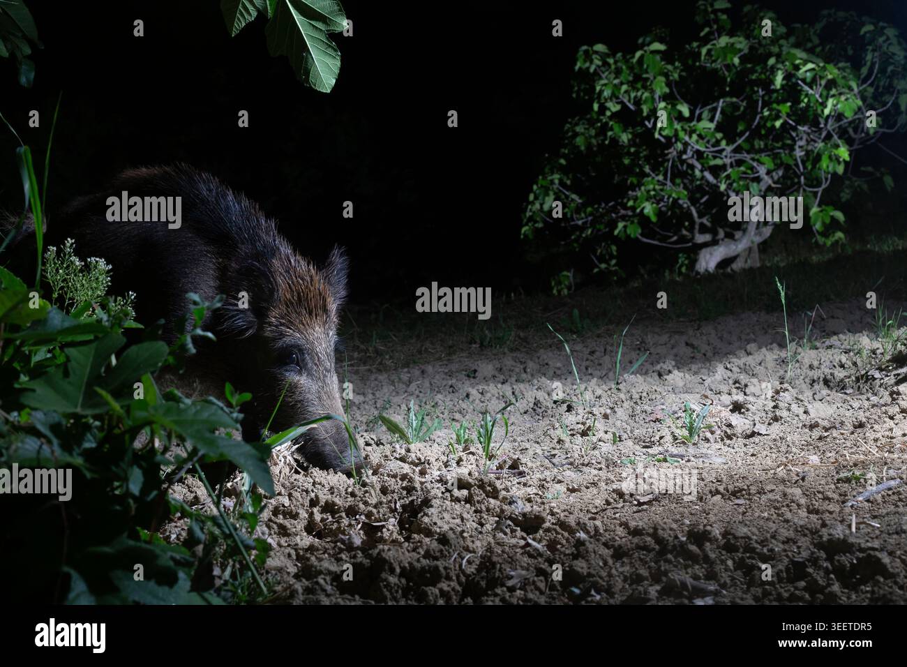 Cinghiale (Sus scrofa) Foraging in the Dark: A Nocturnal Wildlife Study. Foto Stock