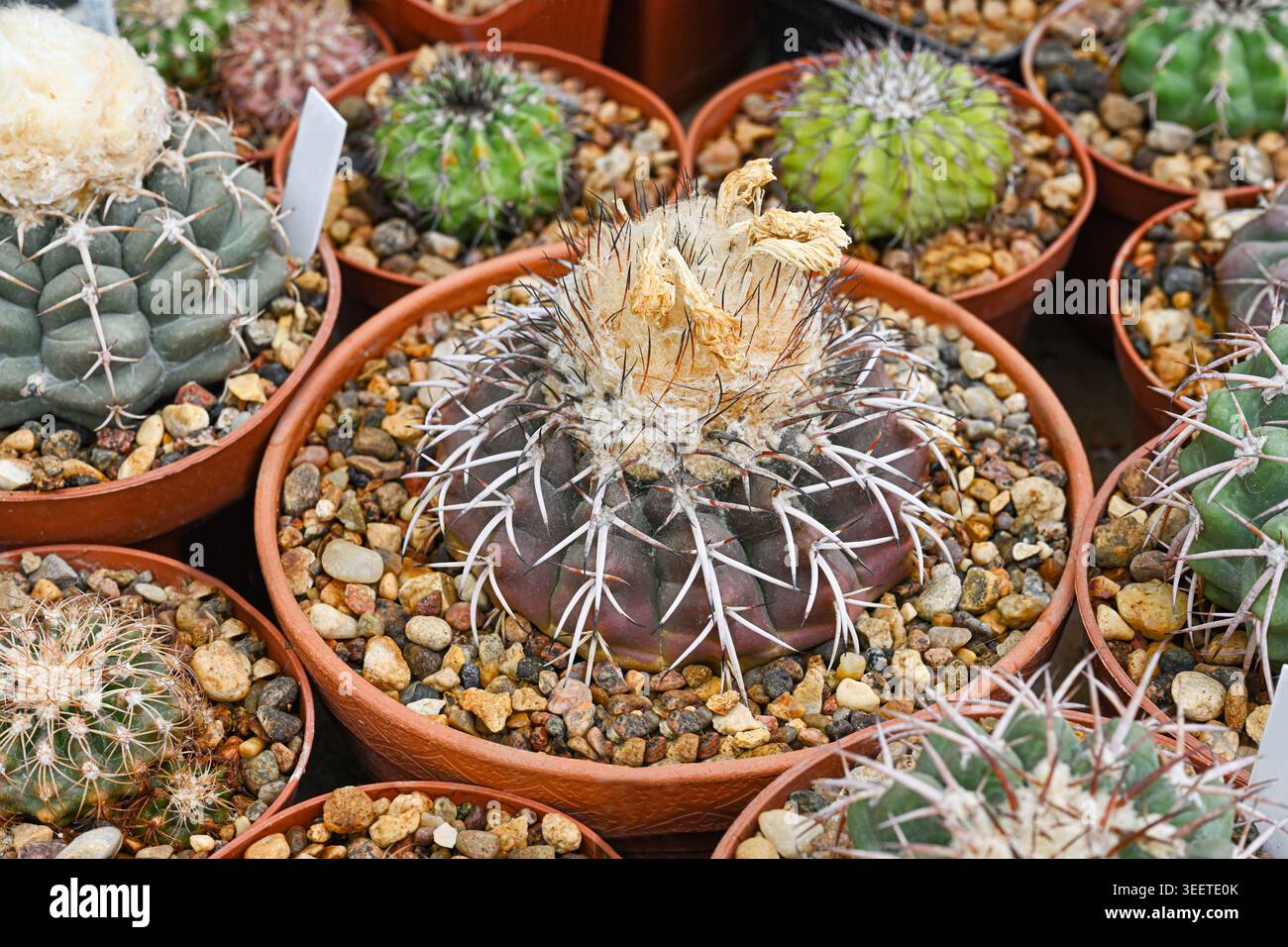 Cactus da ginnastica spegazzinii a coste viola-verde scuro con punte bianche prominenti e corona soffice Foto Stock