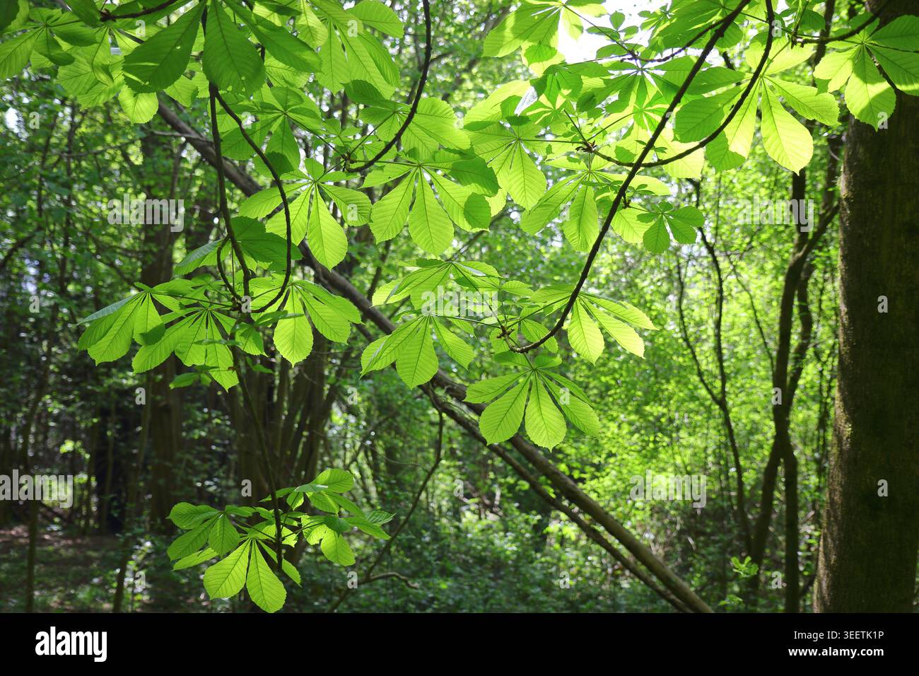 Foglie del castagno con il sole che splende Foto Stock