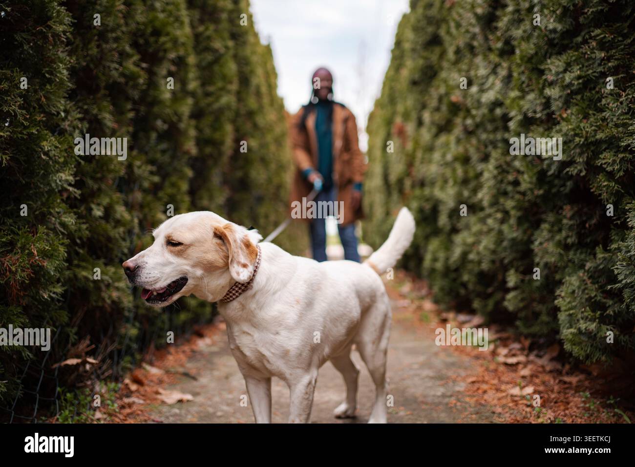 Il cane Labrador guarda avanti con il proprietario che cammina sul sentiero Foto Stock