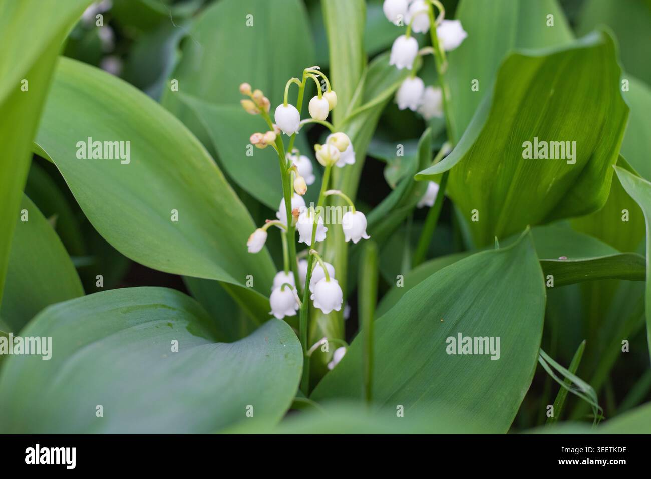 Gigli in fiore della valle con infiorescenze di piccoli fiori bianchi a forma di campana ricoperti di rugiada contro le altre piante. Vista ravvicinata del beaut Foto Stock