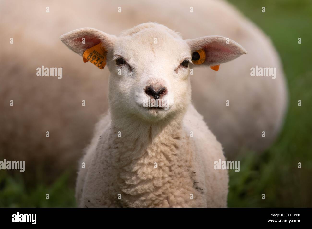 Ritratto di un giovane agnello nel pascolo primaverile Foto Stock