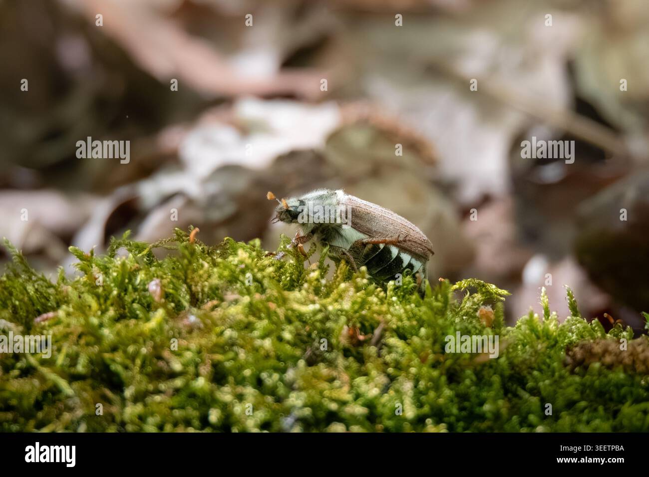 Cockchafer Beetle su Forest Moss Foto Stock