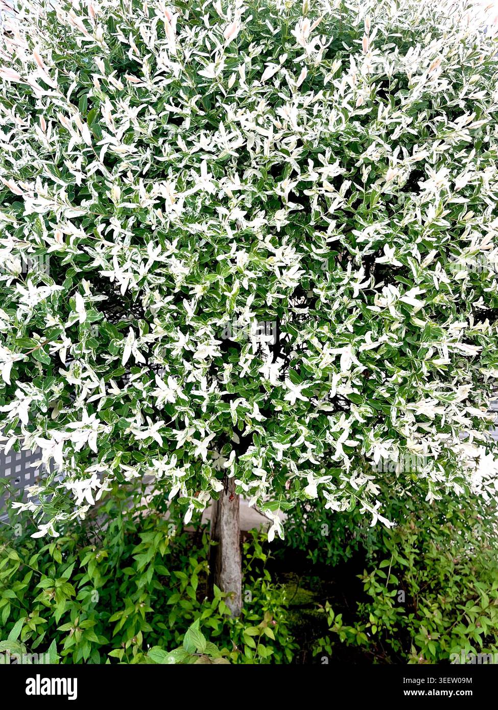Salice giapponese o salice integra 'Hakuro-Nishiki' in fiore primaverile, Flamingo Nishiki, salice Flamingo, salice appannato, salice giapponese appannato - Immagine stock catturata con smartphone