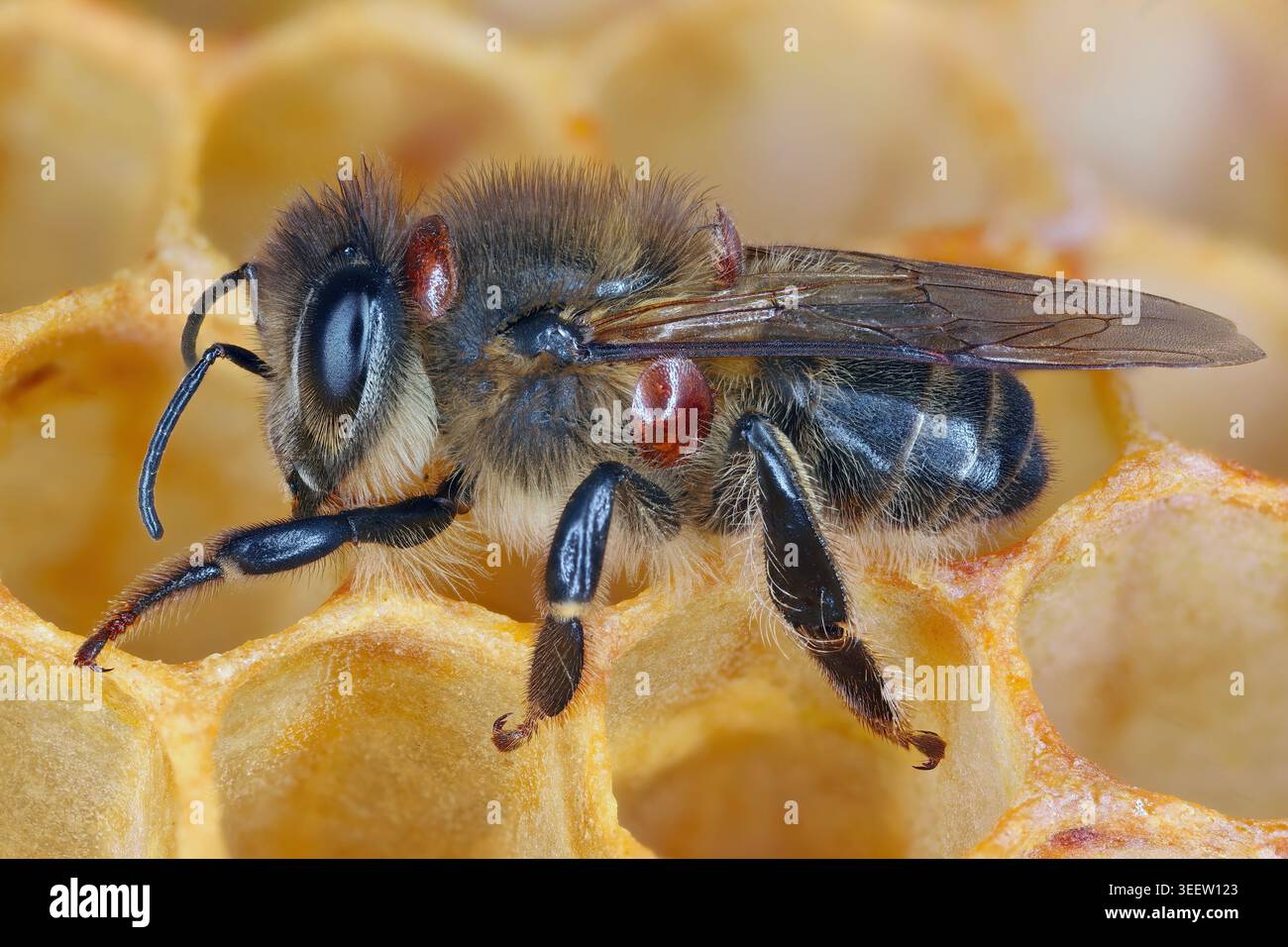 Api infestate dall'acaro parassita Varroa. Foto Stock