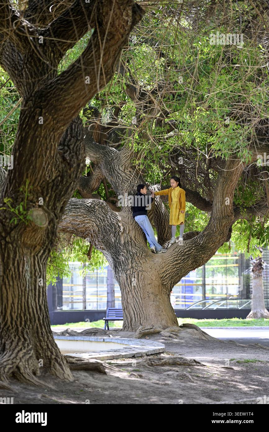 Due bambini che si arrampicano sull'albero ideale per l'attività, la Francia Foto Stock