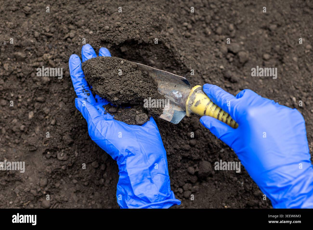 Mani che testano il terreno con la cazzuola da giardino. Primo piano di mani con guanti che raccolgono terreno scuro con una cazzuola per giardinaggio, agricoltura, compost o ambiente Foto Stock