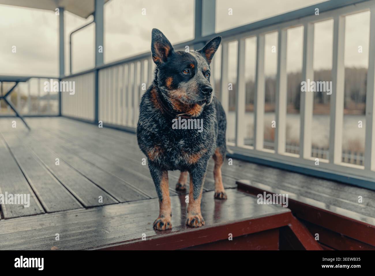 Cane in piedi su un portico di legno, avvisa Blue Heeler Mix guardando il lago sotto il cielo coperto, le ringhiere e i gradini che inquadrano la scena, le tonalità fredde, la Moody Foto Stock