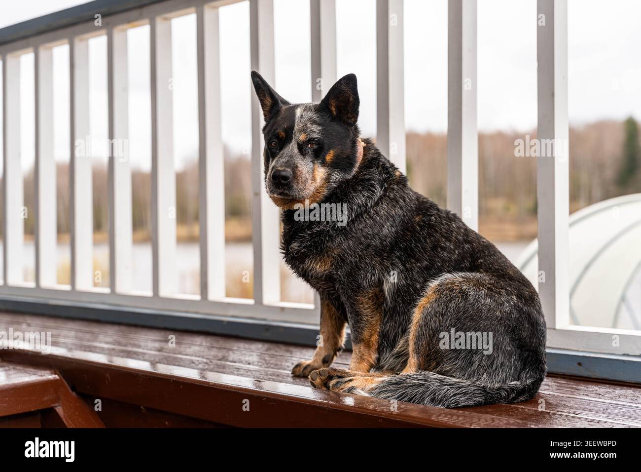 Calm Heeler riposa tranquillamente tra le ombre serali dell'acqua. Il tranquillo Blue Heeler guarda delicatamente sul lungomare oltre la ringhiera di legno durante il tramonto Foto Stock