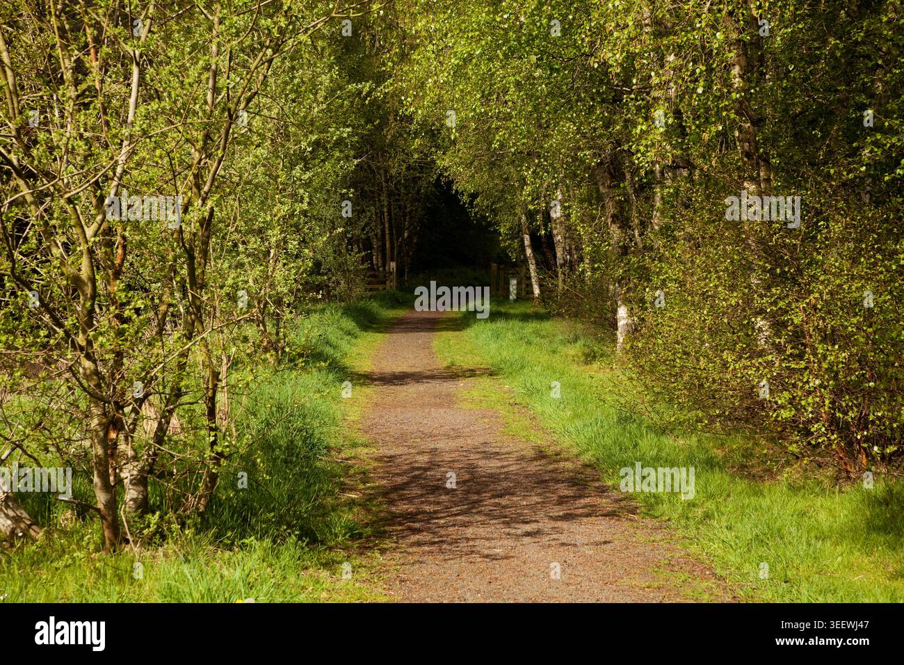 Alberi di betulla argentata che costeggiano il percorso del South Tyne Trail, un binario ferroviario in disuso, Northumerland, Regno Unito in primavera Foto Stock