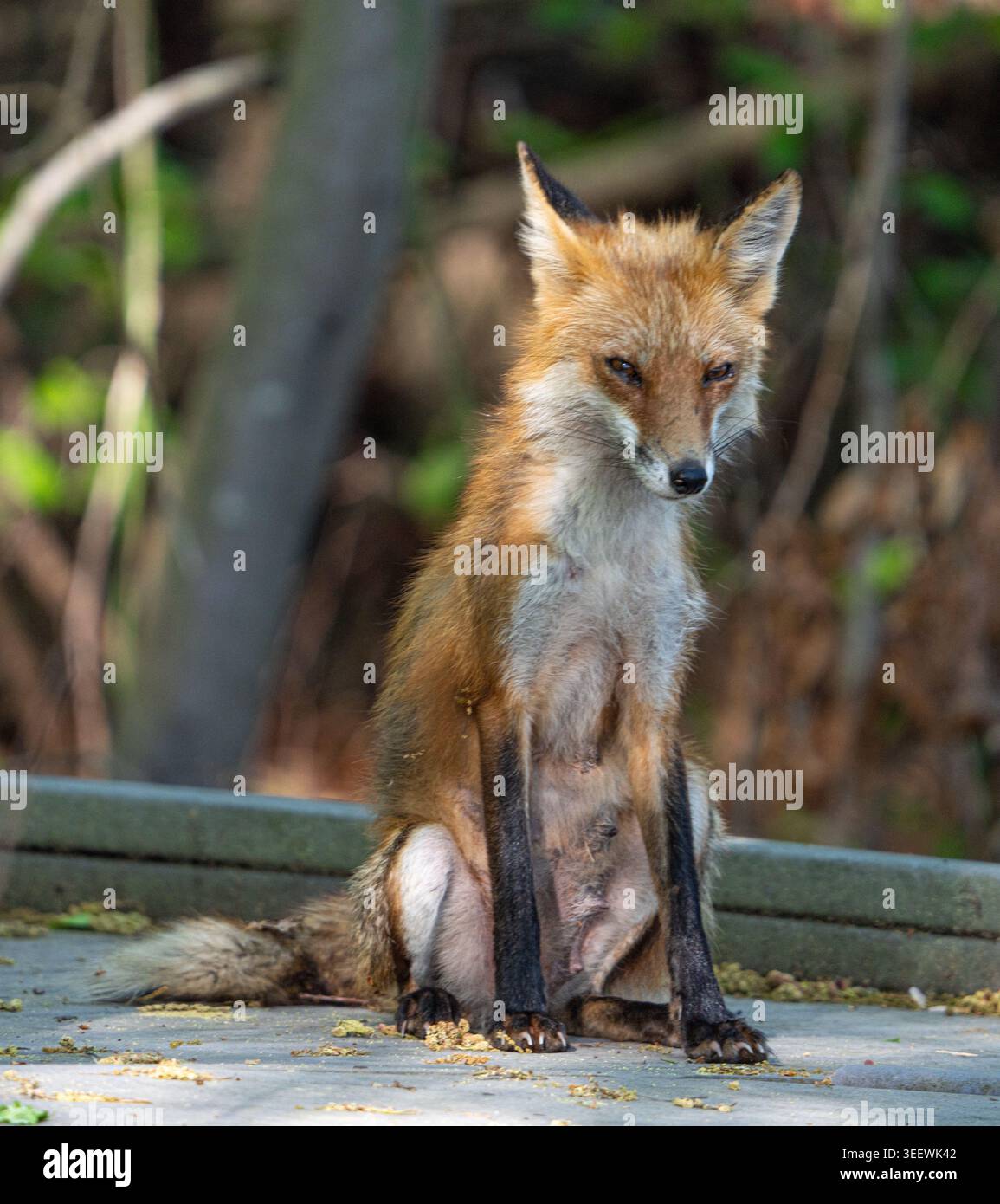 Mamma Fox si prende una pausa dalle sue divise al Bombay Hook National Wildlife Refuge nel Delaware USA Foto Stock