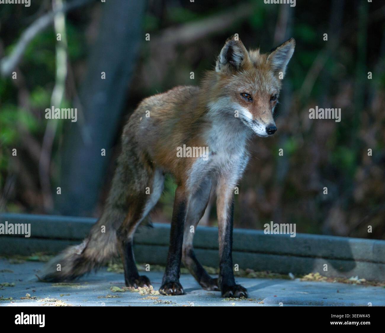 Mama Fox guarda le sue divise al Bombay Hook National Wildlife Refuge nel Delaware USA Foto Stock
