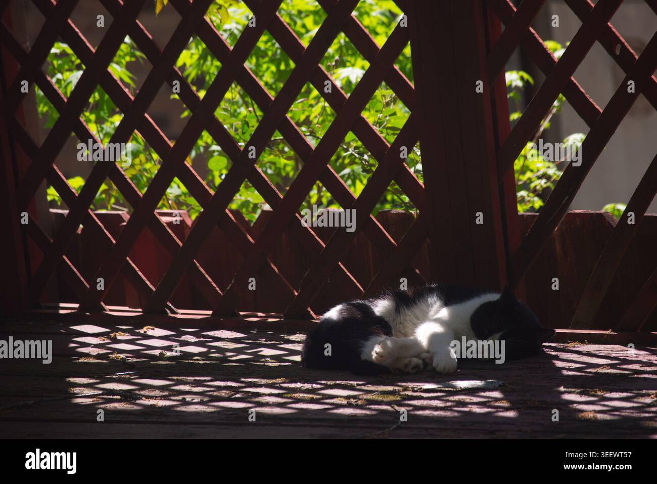 Gatto bianco e nero che dorme tranquillamente su una veranda soleggiata durante il giorno, catturando un momento di tranquillità e intimità all'aperto. Foto Stock