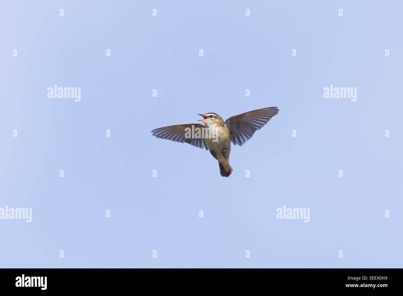 Parula delle siepi Acrocephalus schoenobaenus, uomo adulto che canta in volo, Suffolk, Inghilterra, maggio Foto Stock