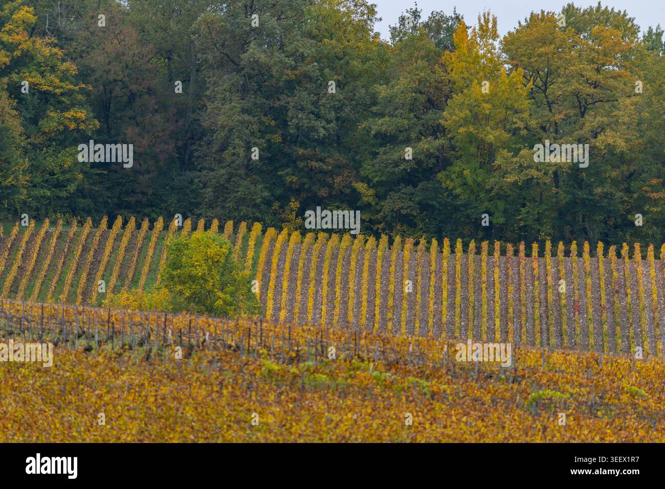 Filari di vigneti che cambiano colore in autunno nella campagna francese Foto Stock