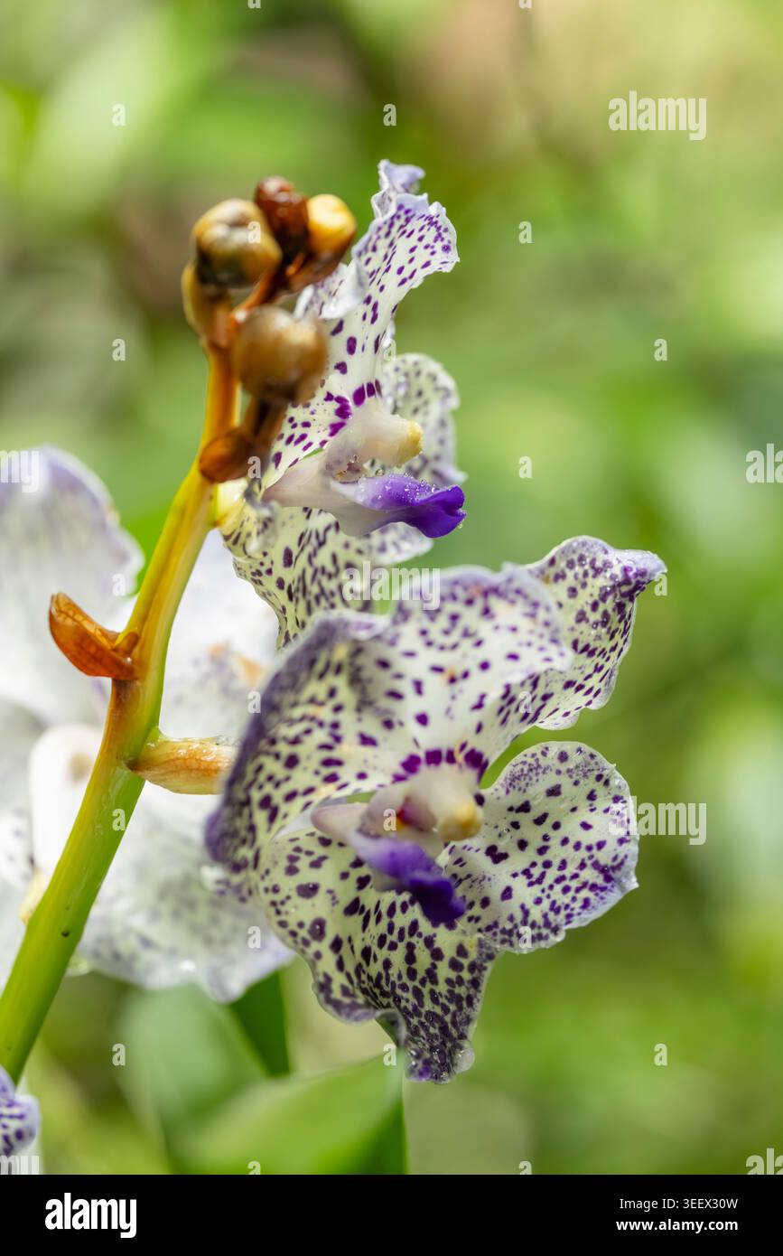 Fiori di giglio bianchi e viola macchiati che mostrano motivi unici su petali e gemme Foto Stock