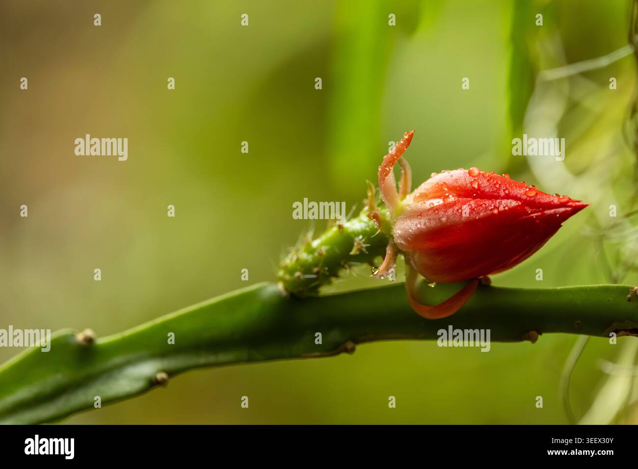 Gocce di rugiada che brillano su un vivace bocciolo di fiori rossi che cresce da uno stelo verde di cactus Foto Stock