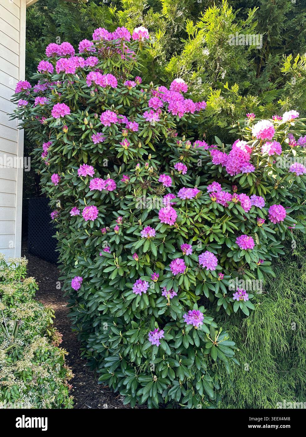 Bellissimo, alto e grande cespuglio rosa di rododendri vicino a una casa. Foto Stock