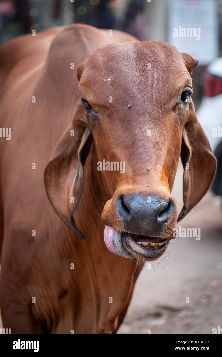 Holy Smiling Cow in the City Foto Stock