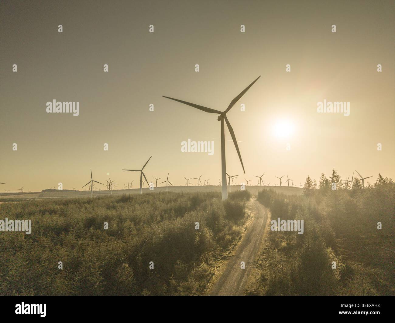 Vista aerea delle turbine eoliche sulla Eaglesham Moor con una pista sterrata che si snoda attraverso la foresta sotto un tramonto dorato a Kilmarnock, Scozia, United Foto Stock