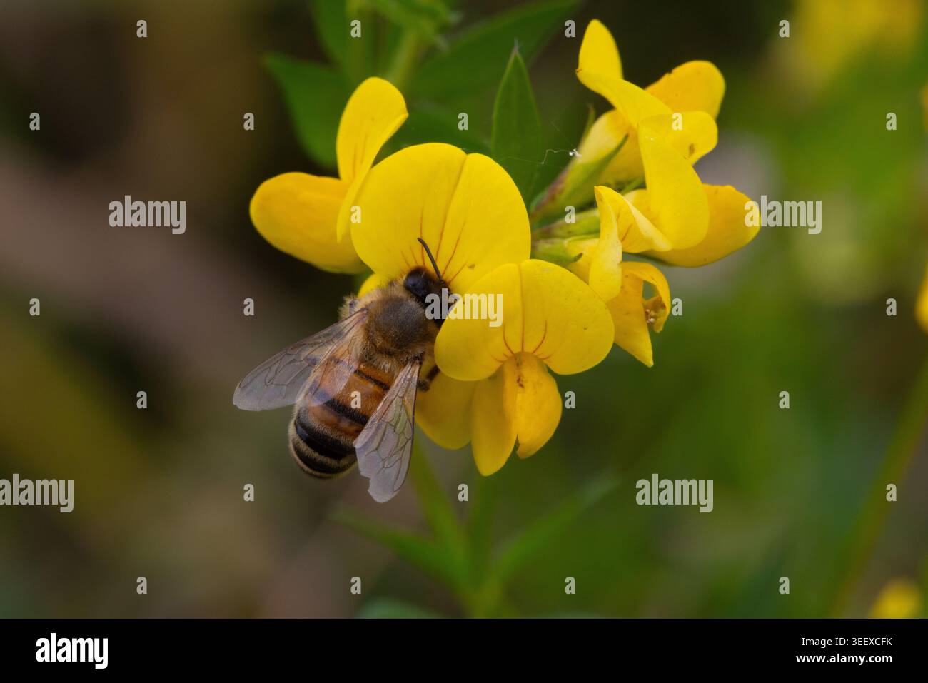 Primo piano di un Honey Bee lotus corniculatus o Birds Foot Trefoil in una riserva naturale nella contea di Durham, Inghilterra, Regno Unito. Foto Stock