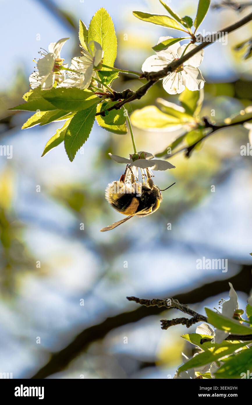 Bumblebee (Bombus sp.) Appeso a una fioritura bianca su un ramo di albero primaverile, Regno Unito. Primo piano di insetti impollinanti su fiori di ciliegia o prugna con l verde Foto Stock