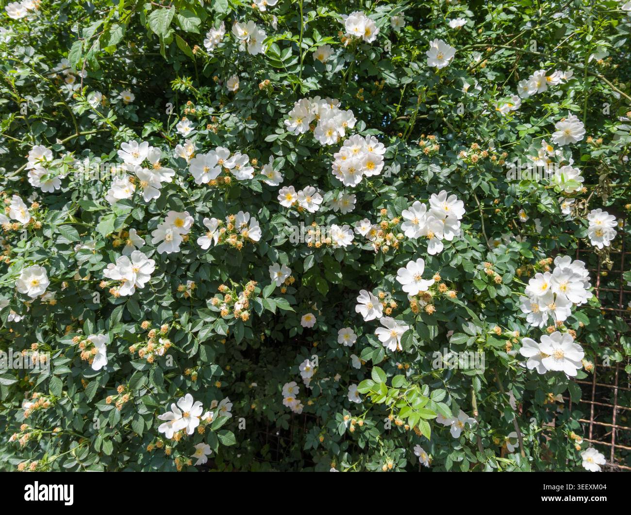 Una lussureggiante ed abbondante roseta selvatica (Rosa canina) coperta da un fitto gruppo di fiori bianchi in fiore in una siepe soleggiata di primavera. Foto Stock