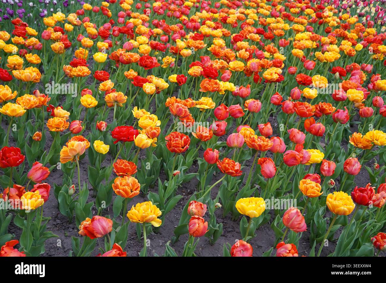 Un ampio campo di tulipani gialli, arancioni e rossi a doppio petalo fiorisce durante il Canadian Tulip Festival di Ottawa Foto Stock