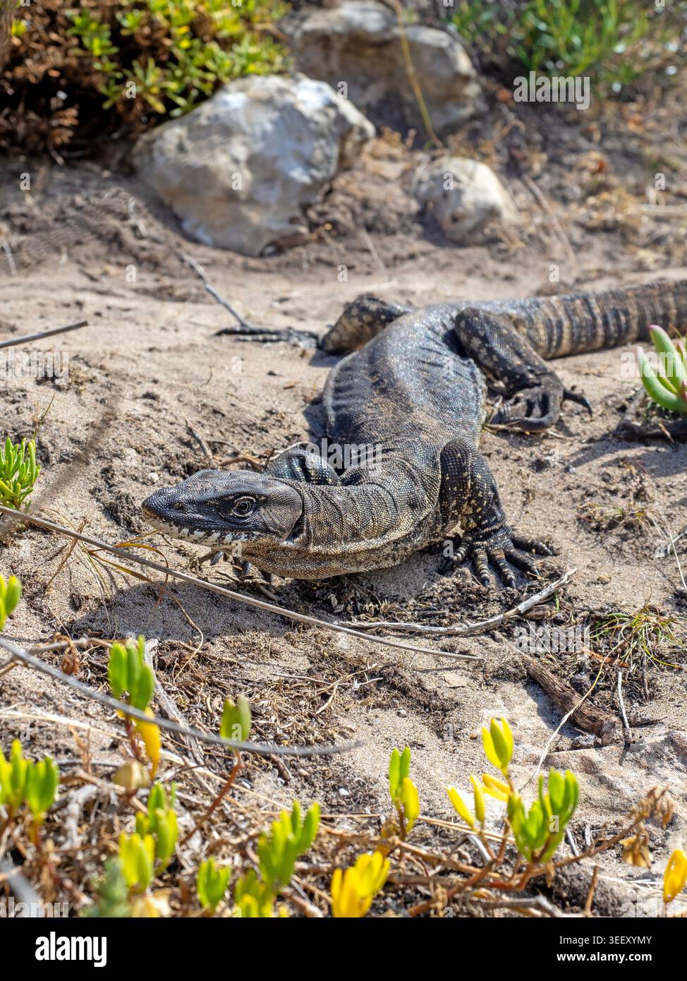 Il goanna di Rosenberg, il Flinders Chase National Park Foto Stock
