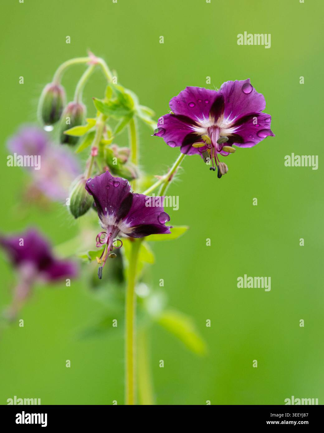 Un volantino scuro viola scuro di Geranium phaeum con centro bianco e stami gialli porta scintillanti gocce di pioggia sui suoi petali nel prato primaverile Foto Stock