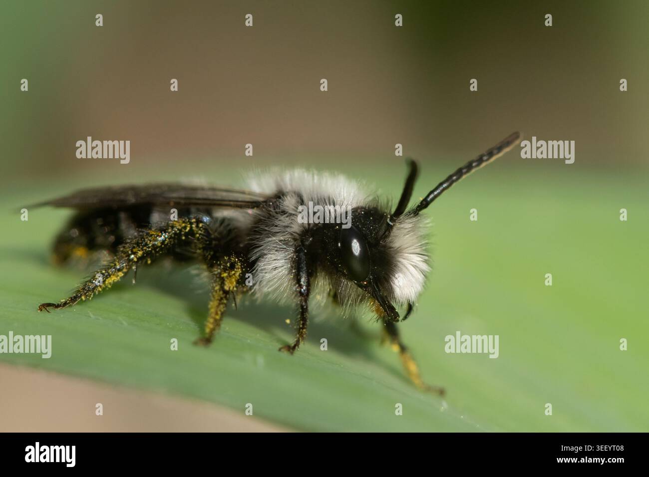 Un'ape mineraria bianca e nera Andrena cineraria con polline giallo caricato sulle zampe posteriori si erge su una foglia verde in primavera. Foto Stock