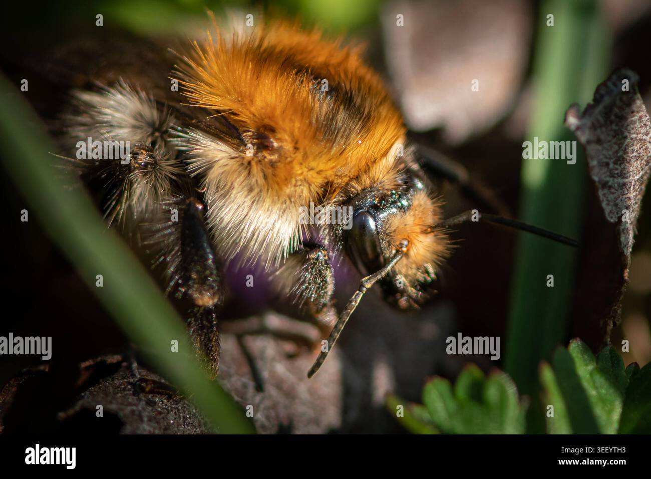 Ritratto ravvicinato di una testa di bumblebee sfuocata con occhi composti Ritratto molto ravvicinato di un carder comune bumblebee Bombus pasc Foto Stock