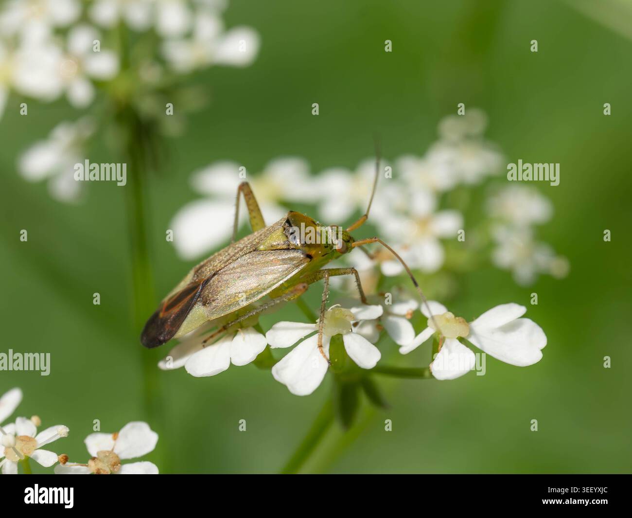 Biodiversità - insetti - Closterotomus trivialis - Little Grashopper. Foto di alta qualità Foto Stock