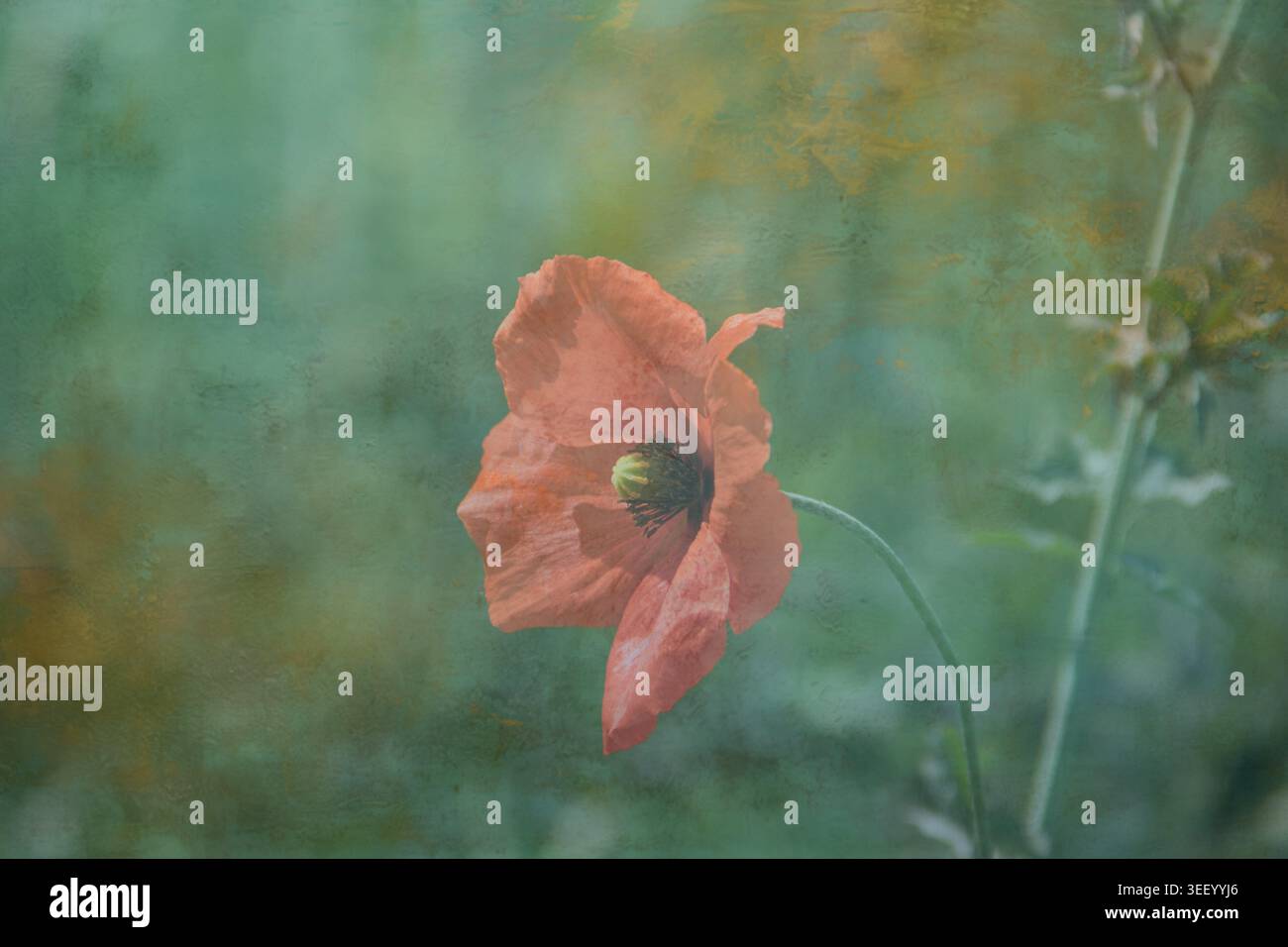Il papavero di pesca soffice fiorisce su sfondo verde sfocato. La luce eterea filtra attraverso i petali delicati e lo stelo sottile. Un movimento sottile suggerisce gent Foto Stock