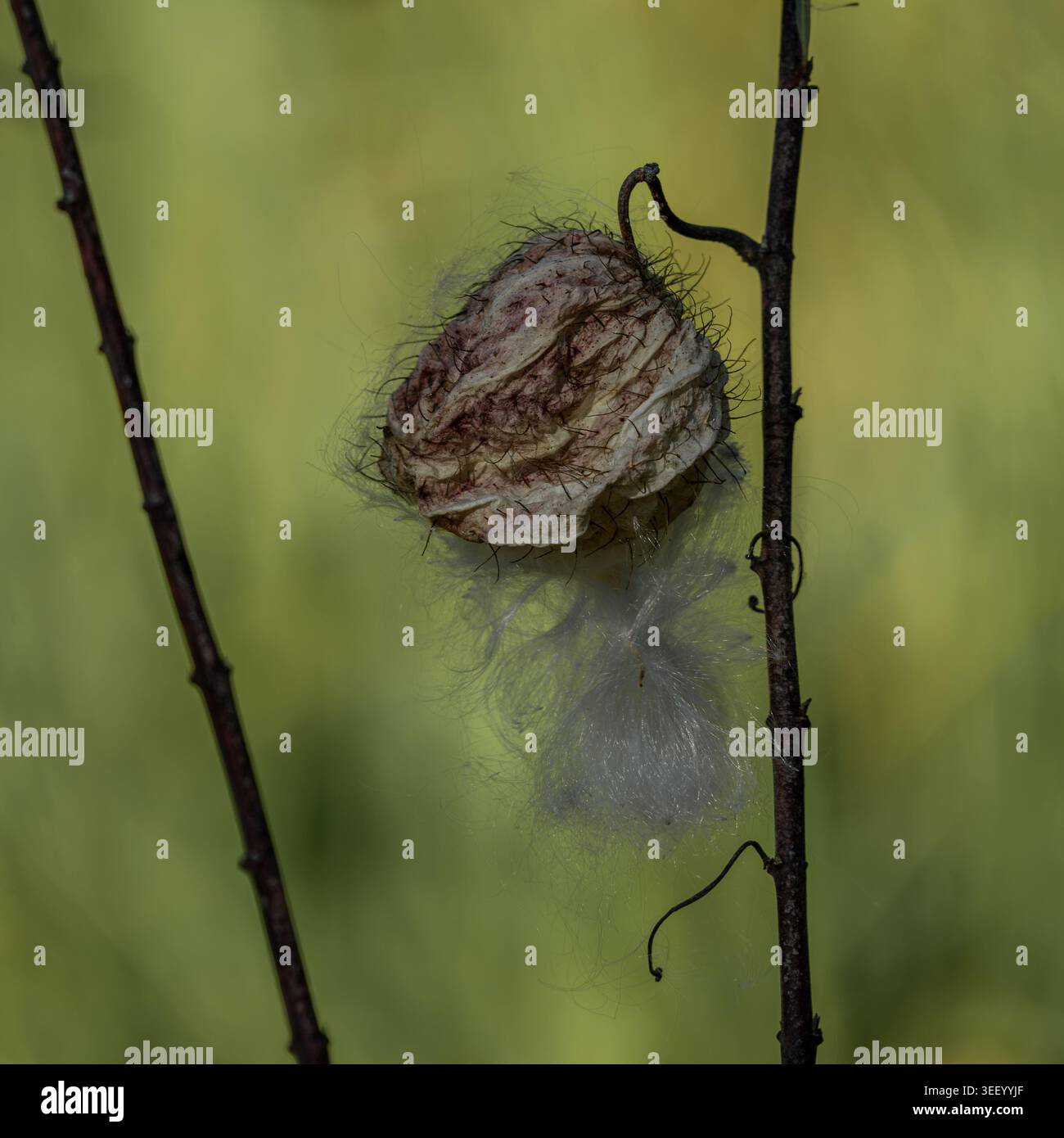 Apertura della capsula semi Foto Stock