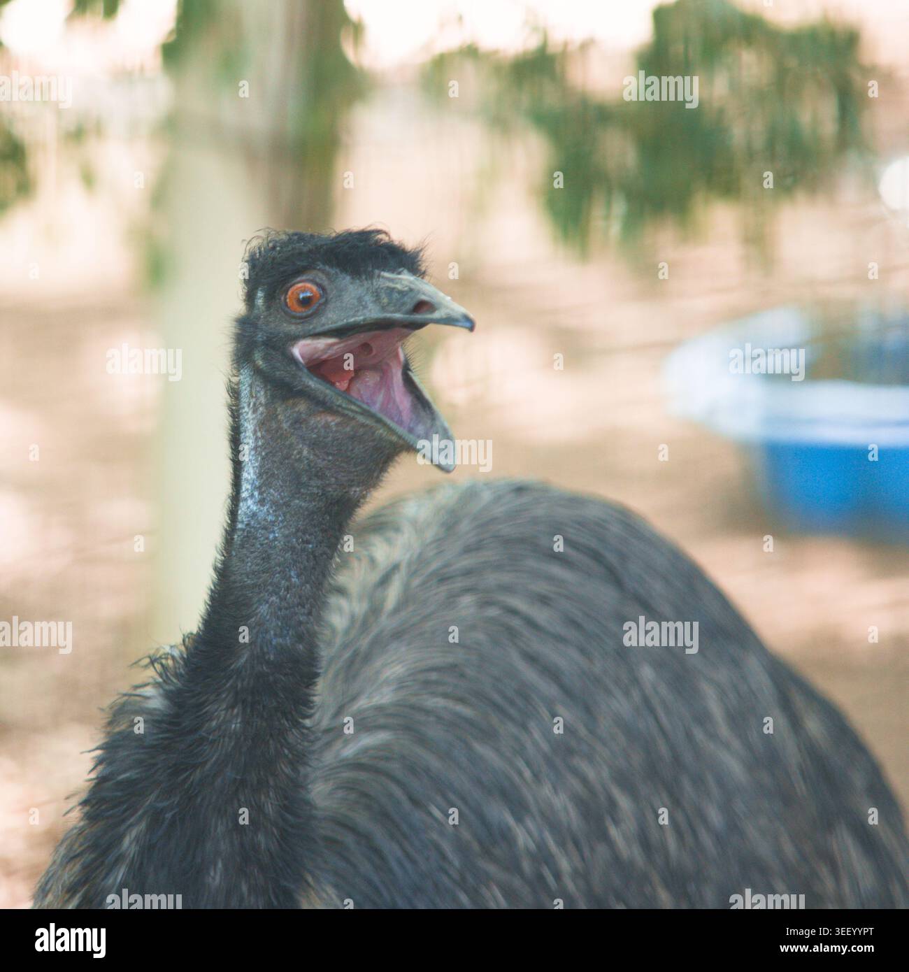 Ritratto EMU ridendo Foto Stock