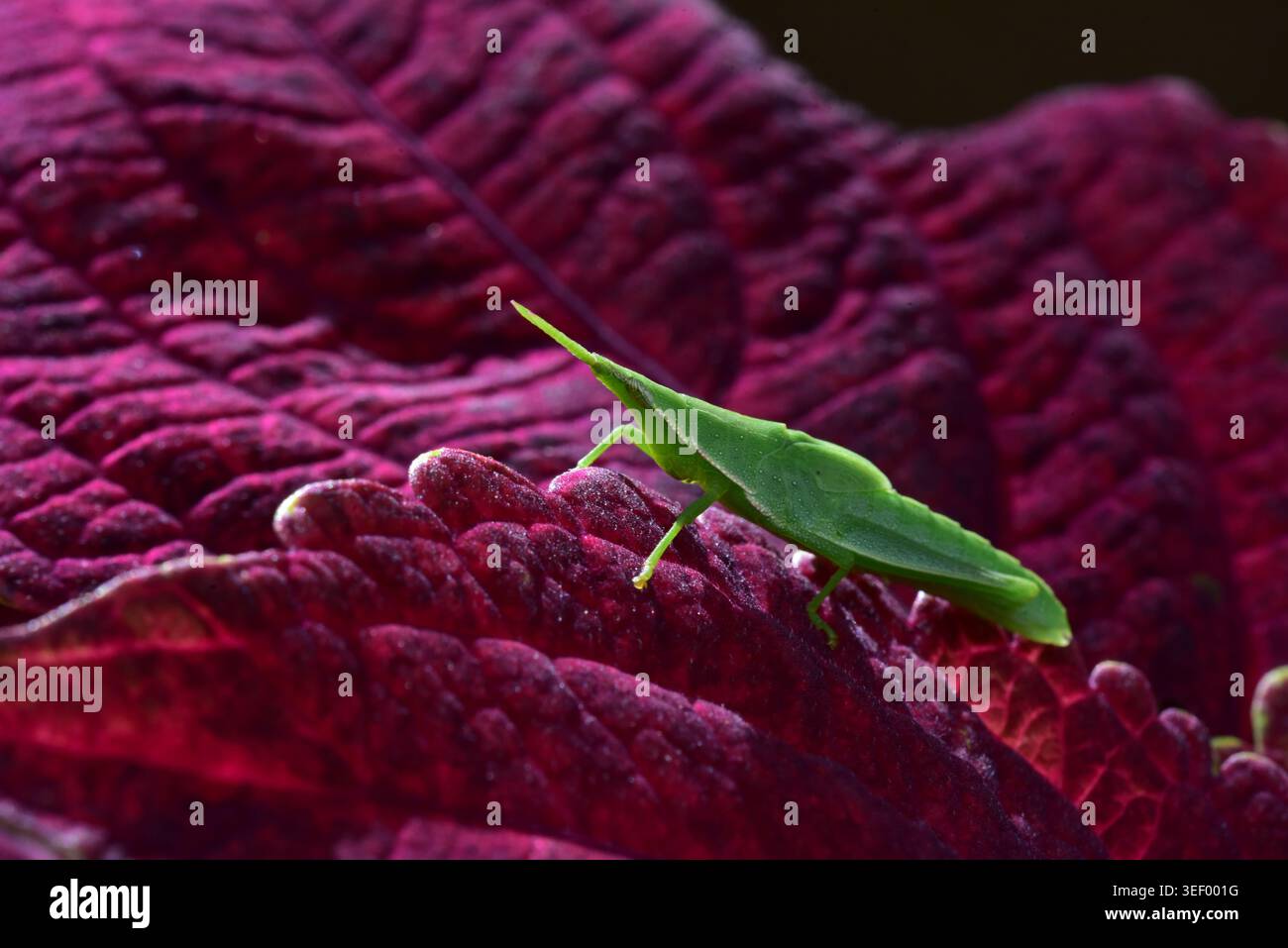 Insetto verde su una foglia viola Foto Stock