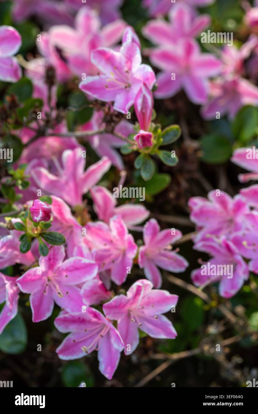 Ravvicinato naturale delle piante in fiore della splendida rosa di Kermesinum del Rhododendron, sotto il soffice sole primaverile. intrigante, intrigante, coinvolgente, avvincente Foto Stock