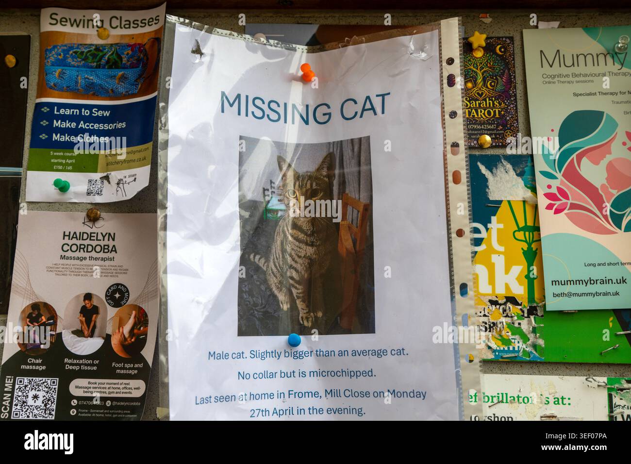Poster gatto mancante bacheca informativa sulla comunità, Cheap Street, Frome, Somerset, Inghilterra, REGNO UNITO Foto Stock