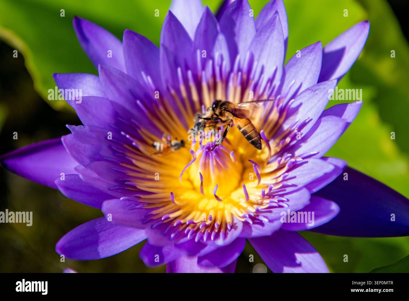 Api ai fiori thailandesi nel giardino di Wat Arun o Tempio dell'Alba a Thonburi nella città di Bangkok in Thailandia. Thailand, Bangkok, 8 dicembre 2025. Foto Stock