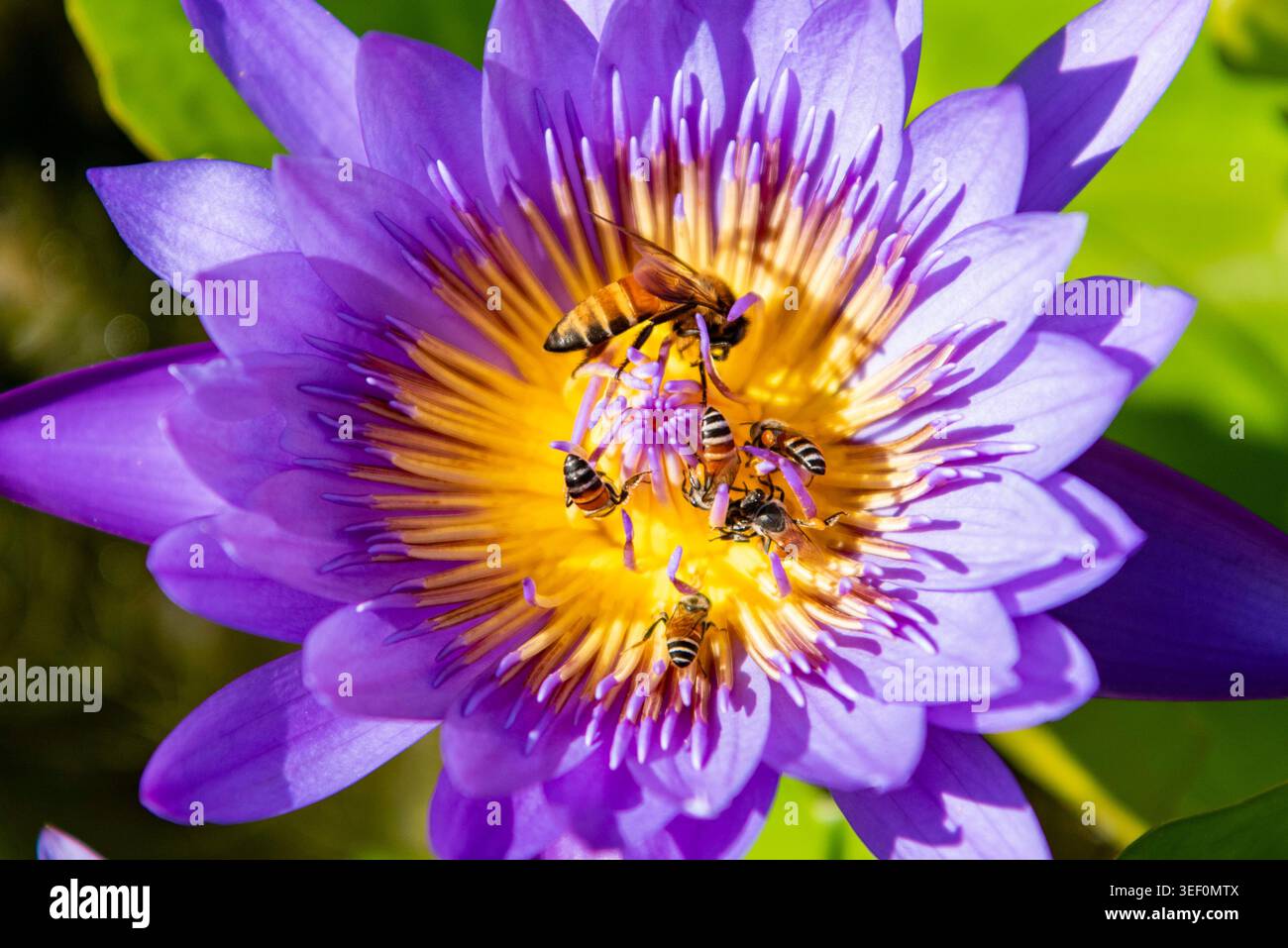 Api ai fiori thailandesi nel giardino di Wat Arun o Tempio dell'Alba a Thonburi nella città di Bangkok in Thailandia. Thailand, Bangkok, 8 dicembre 2025. Foto Stock