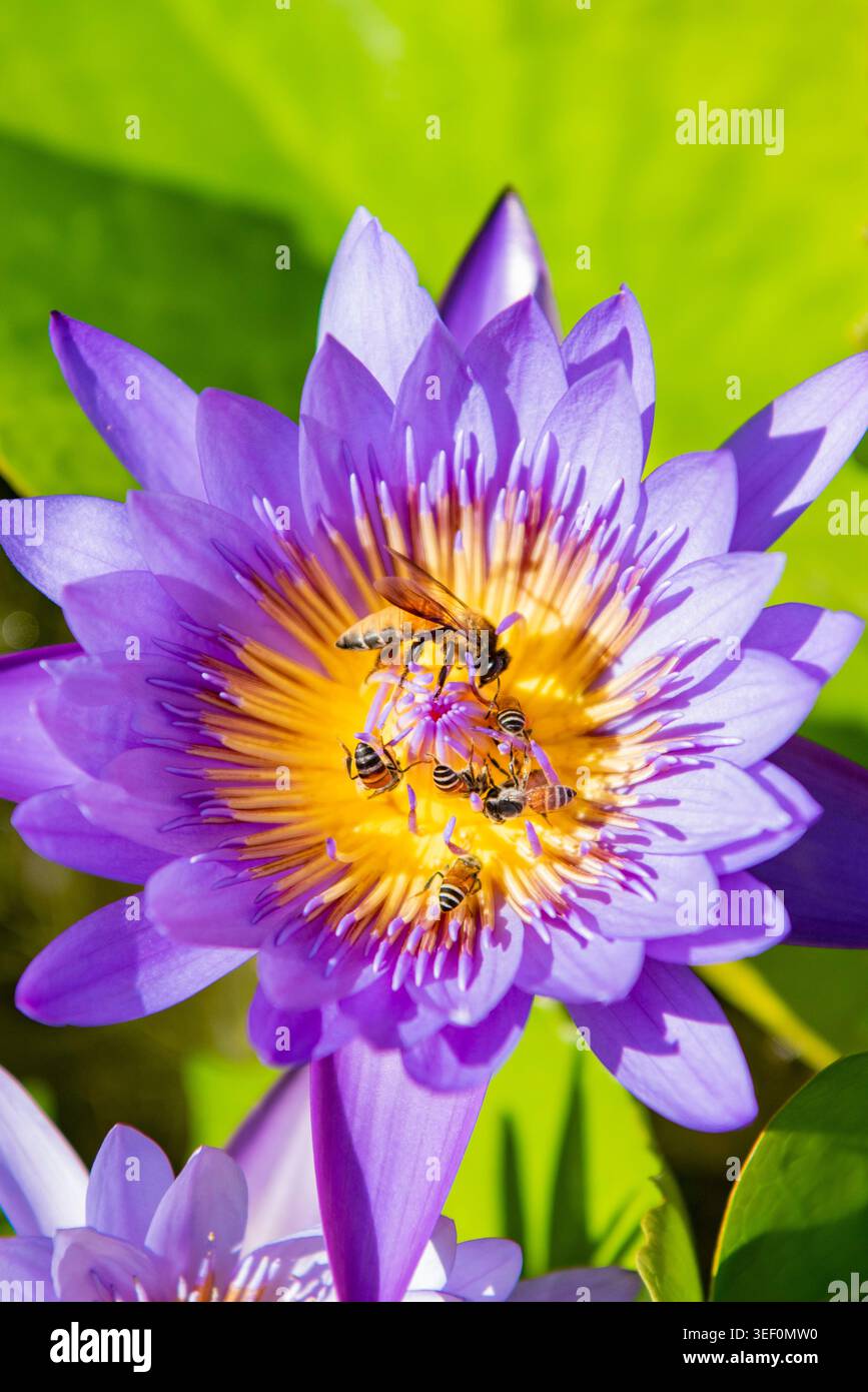 Api ai fiori thailandesi nel giardino di Wat Arun o Tempio dell'Alba a Thonburi nella città di Bangkok in Thailandia. Thailand, Bangkok, 8 dicembre 2025. Foto Stock