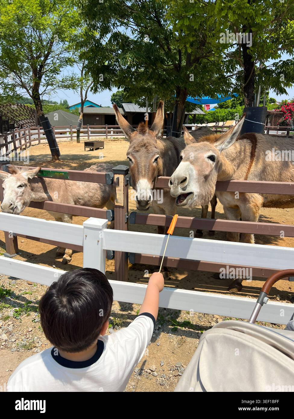 I bambini che danno da mangiare agli asini in uno zoo per animali domestici in una giornata di sole. Attività all'aperto in famiglia, interazione con gli animali da fattoria e esperienza educativa dell'infanzia Foto Stock