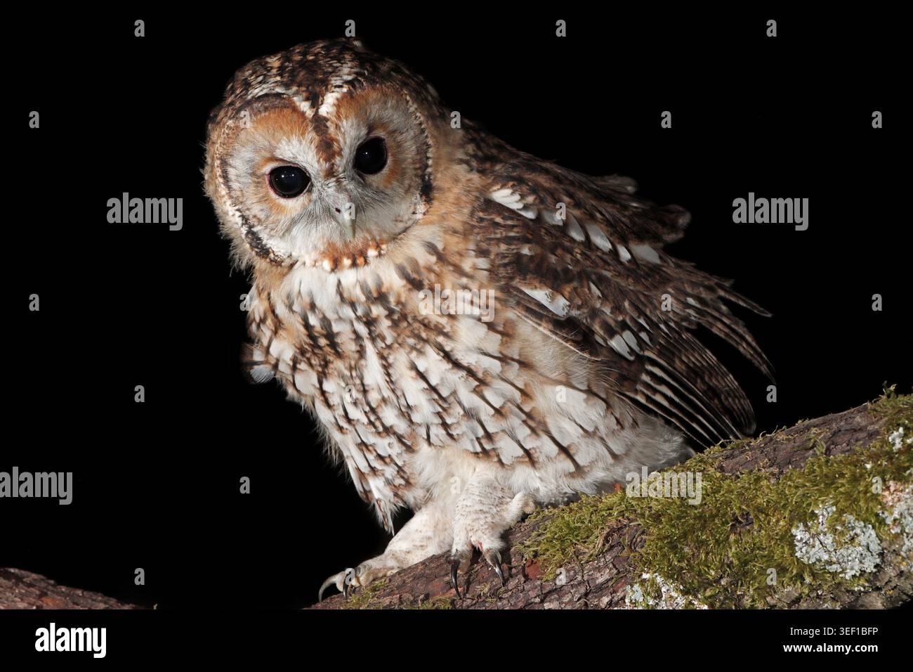 TAWNY OWL (Strix aluco) guardando in basso di notte, Regno Unito. Foto Stock