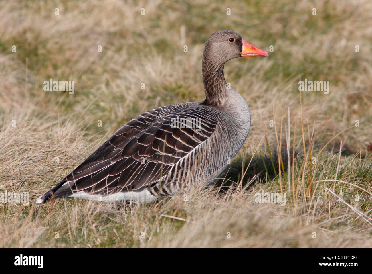 GRAYLAG GOOSE (Anser anser) sulla brughiera, Regno Unito. Foto Stock