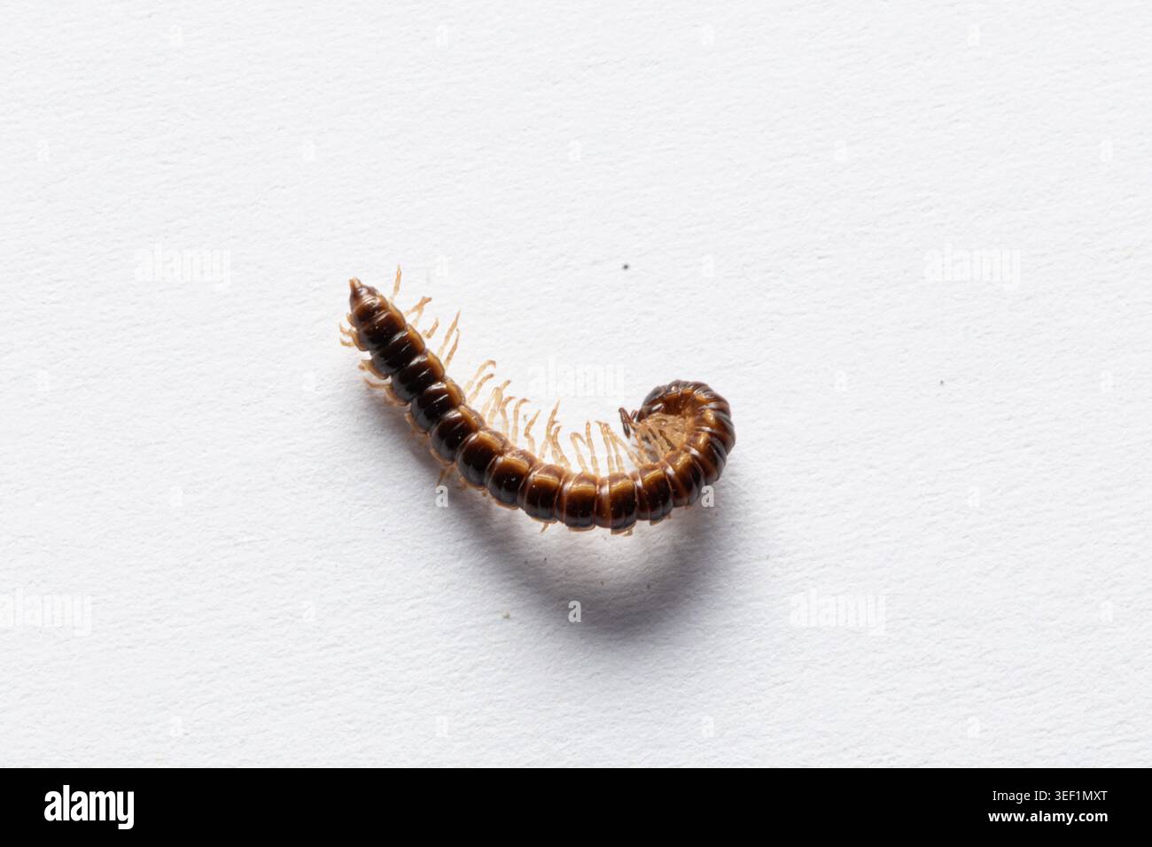 Millipede strisciando, mostrando le sue numerose gambe su uno sfondo bianco e pulito Foto Stock
