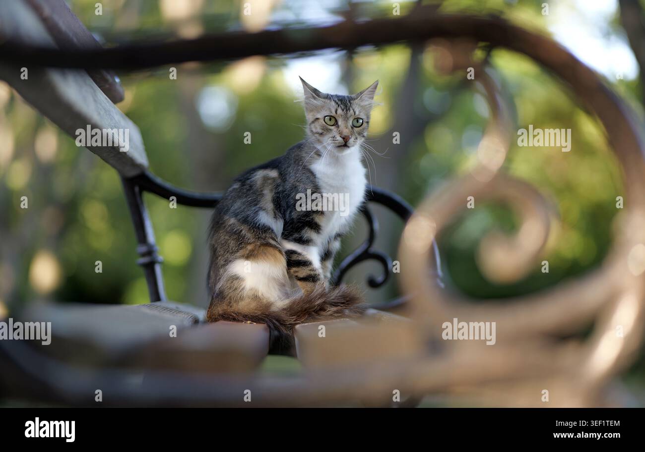 Piccolo gatto da tavola con petto bianco e zampe che guarda con attenzione avanti mentre si siede su una panca decorativa in metallo in un giardino all'aperto con gr Foto Stock