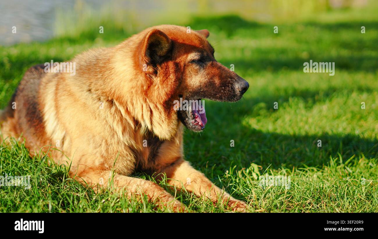 Un cane pastore tedesco riposa tranquillamente su un prato verde vicino a un lago alla luce del sole Foto Stock